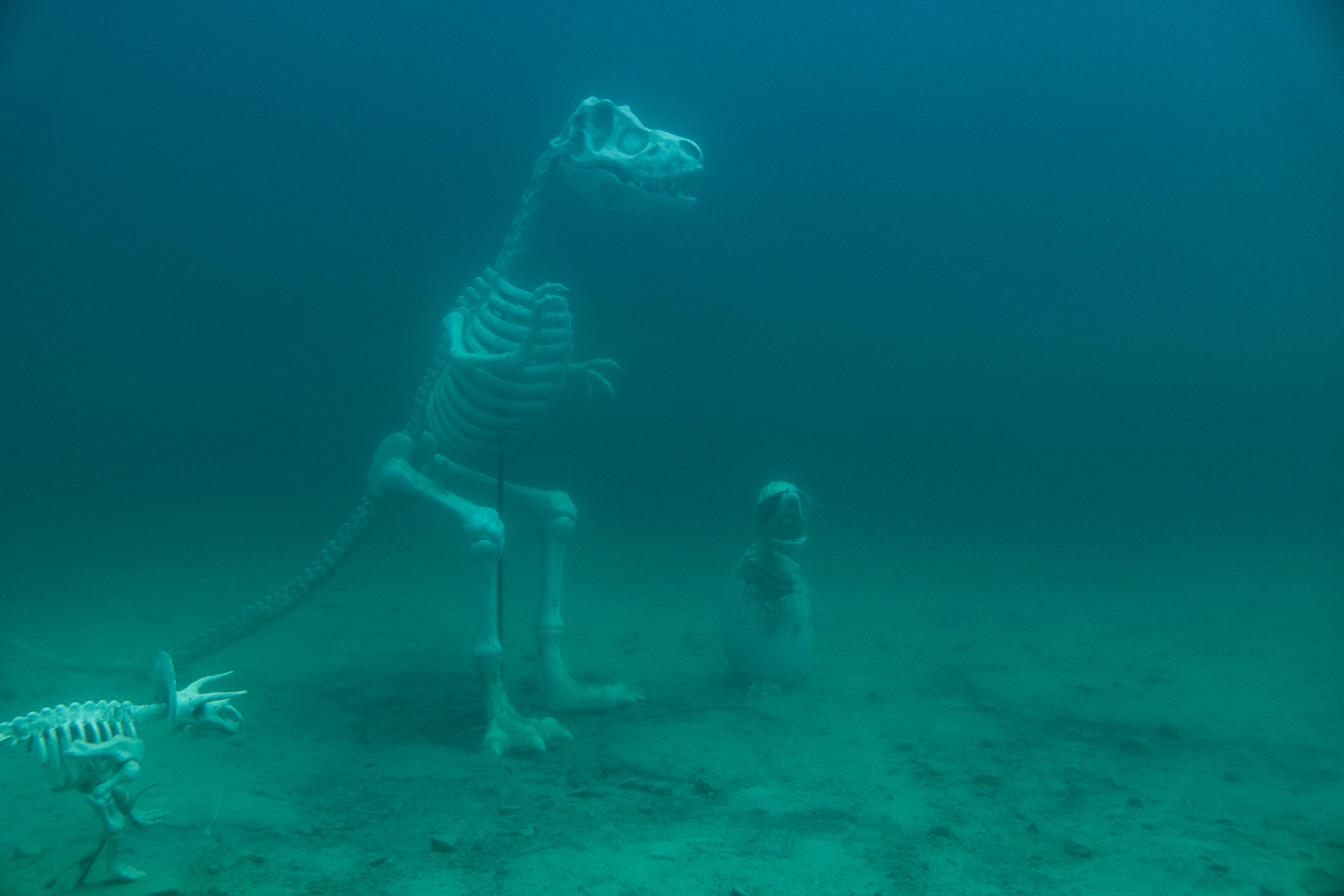 Dinosaur skeletons (fake) on the bottom of Pennyroyal