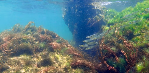 Underwater sea gardens of Perdido Pass